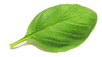 Mentha piperita leaf